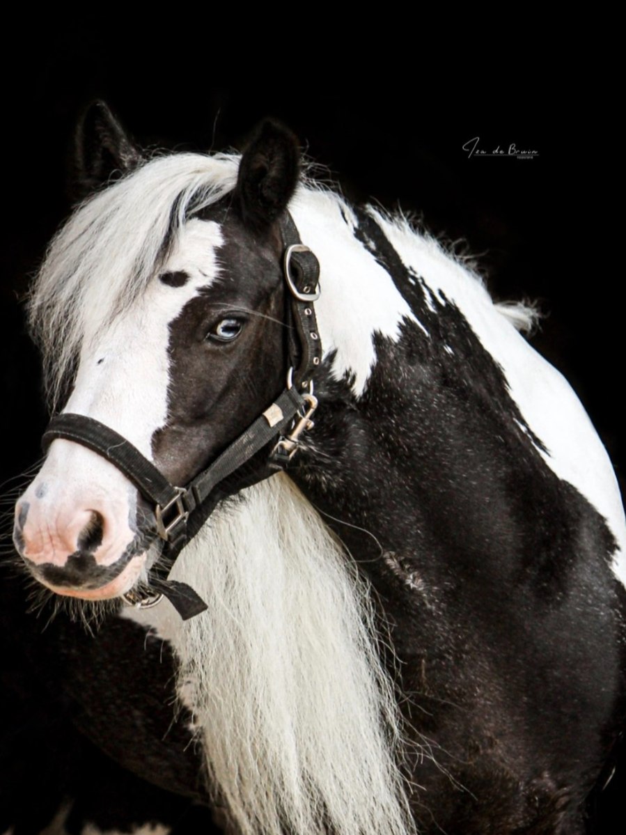 Lottie