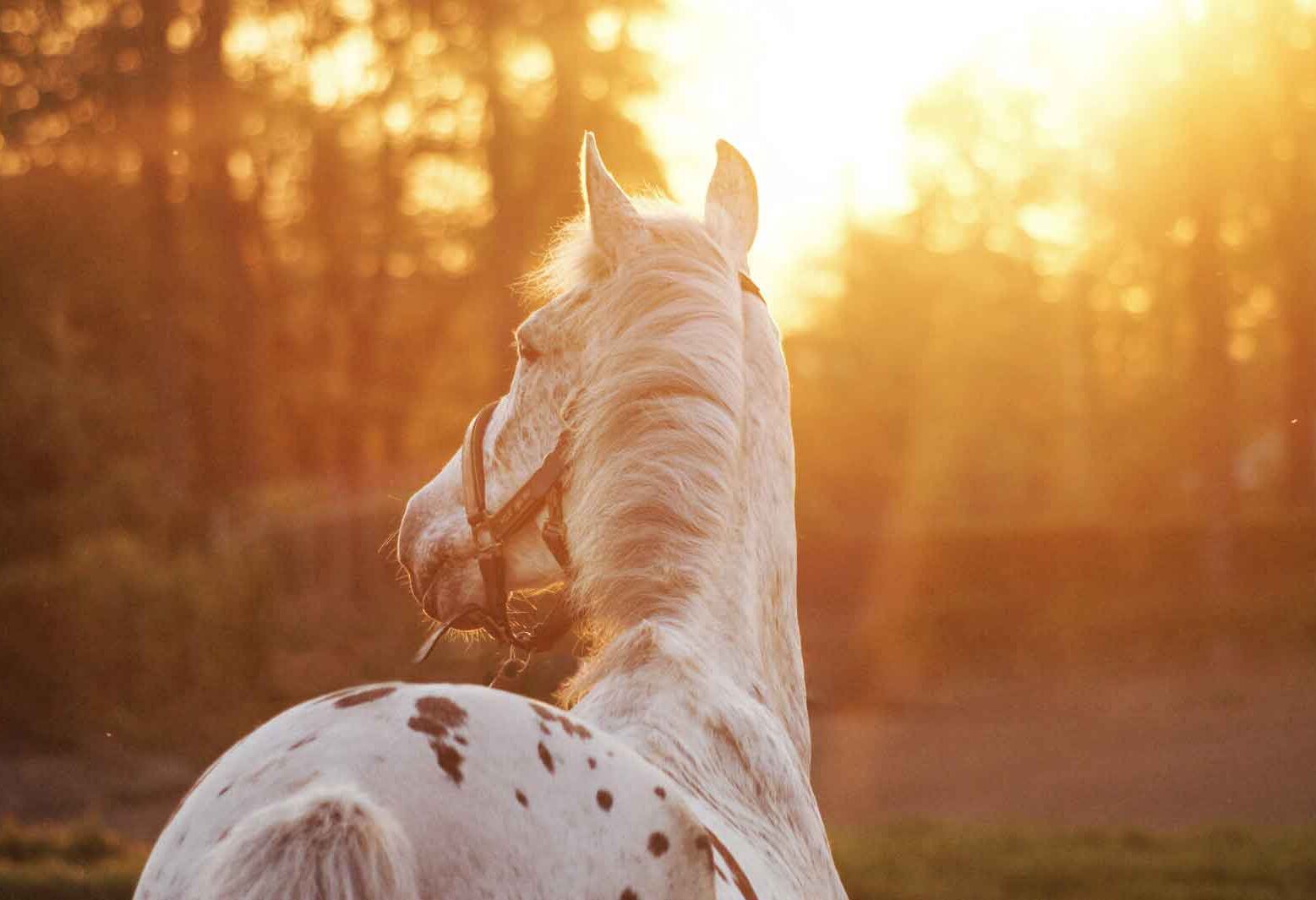 Paard in de zon