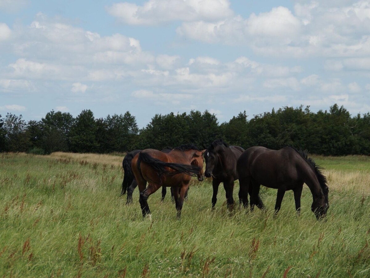 Field with Horses
