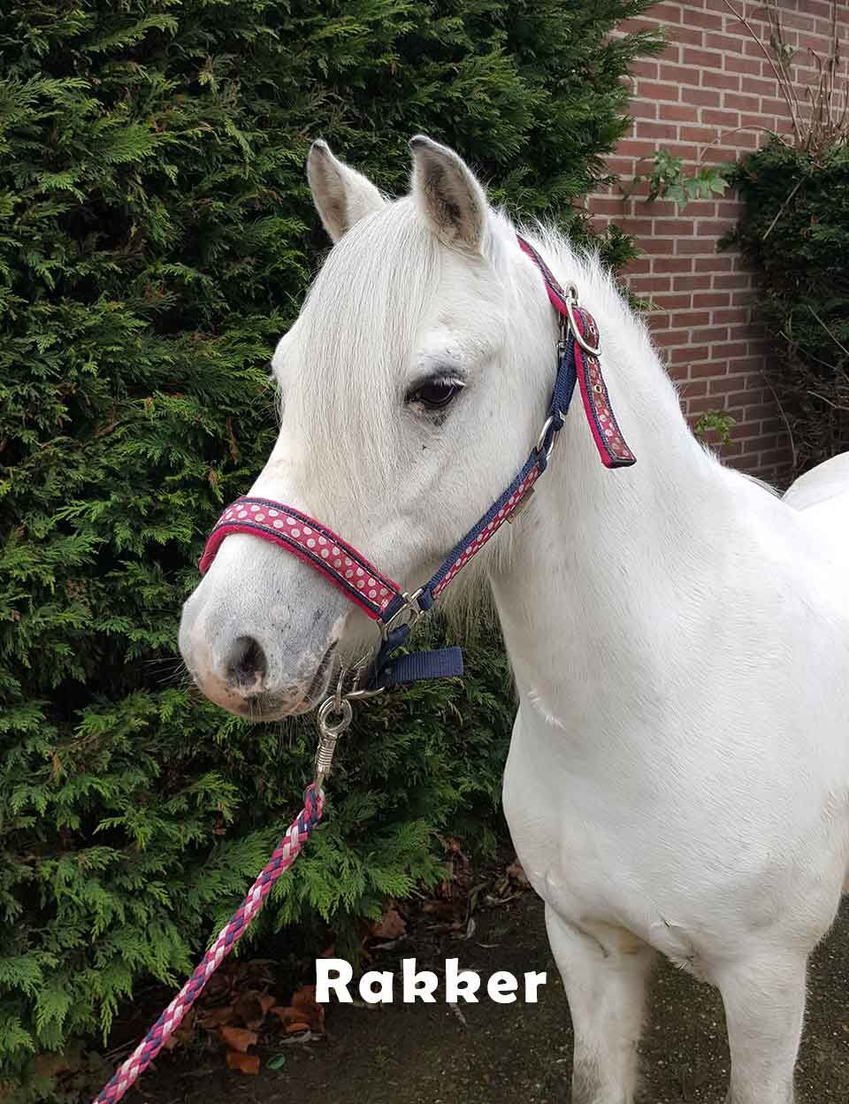 Rakker