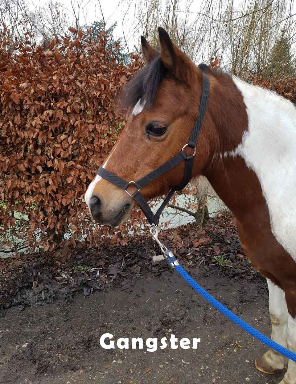 Gangster