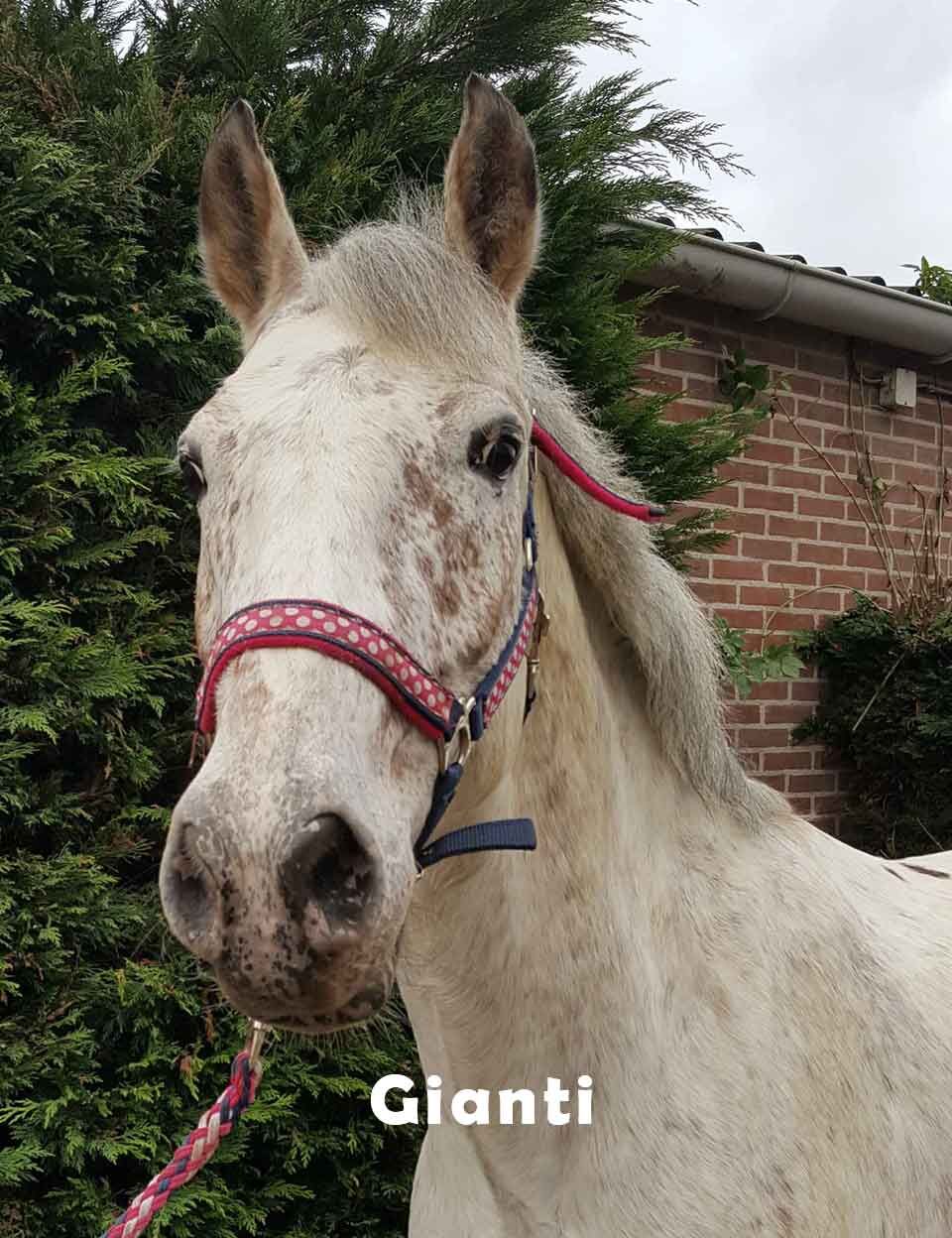 Gianti