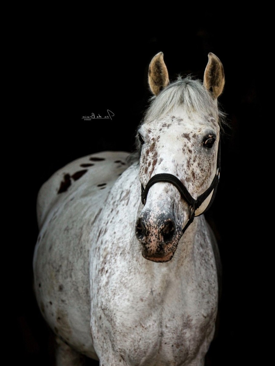Gianti
