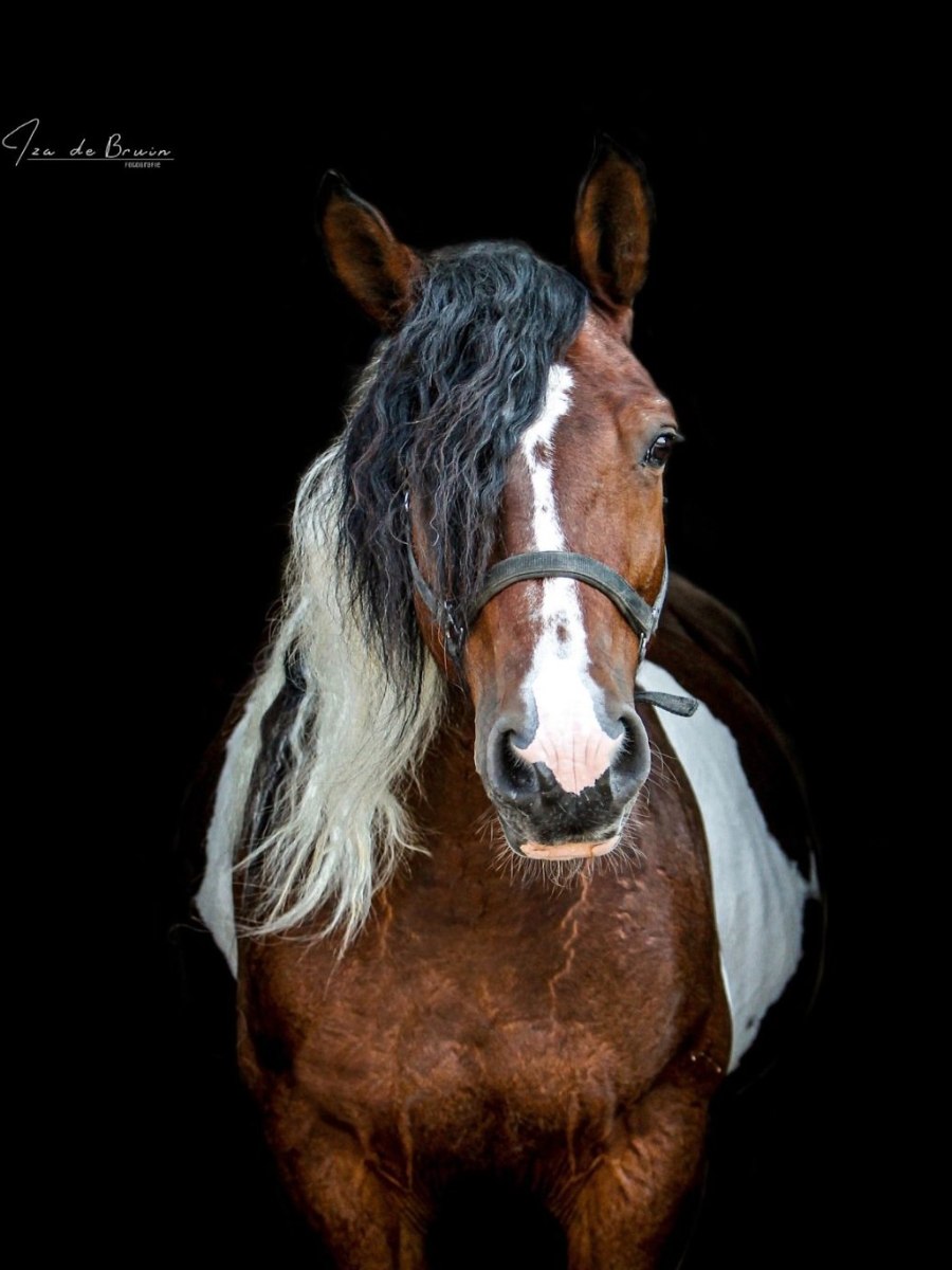 Janneke